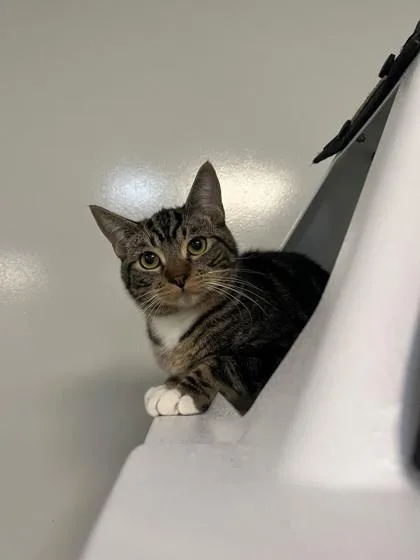 An adult small-sized male Domestic Short Hair cat named Doks for adoption in Roseville, CA