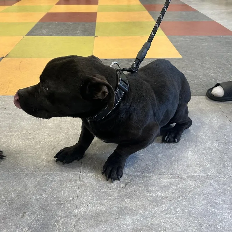 An adult large-sized male Black Mixed Breed dog named Midnight for adoption in Philadelphia, PA