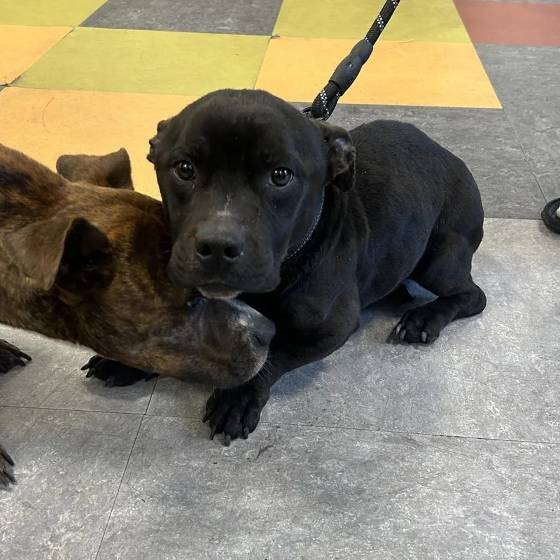 Midnight thumbnail 2