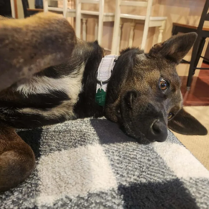 Tiger Lily thumbnail 2