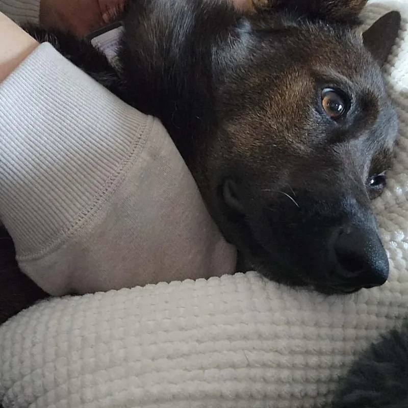 Tiger Lily thumbnail 3