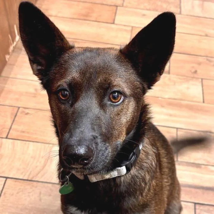 Tiger Lily thumbnail 4