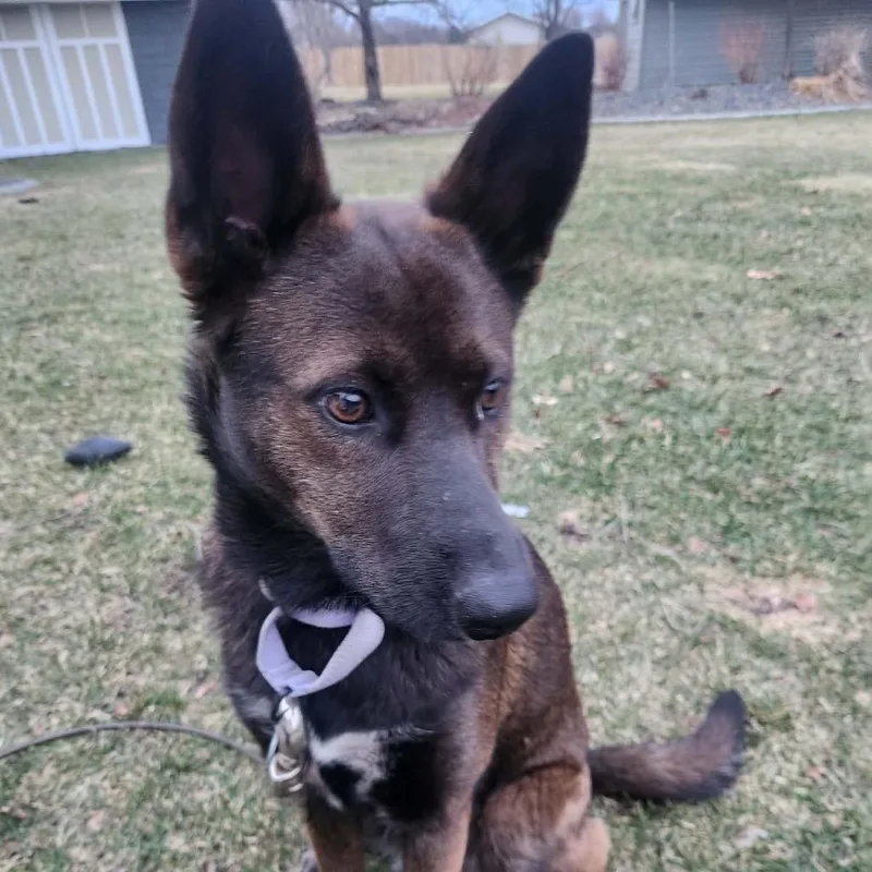 Tiger Lily thumbnail 5