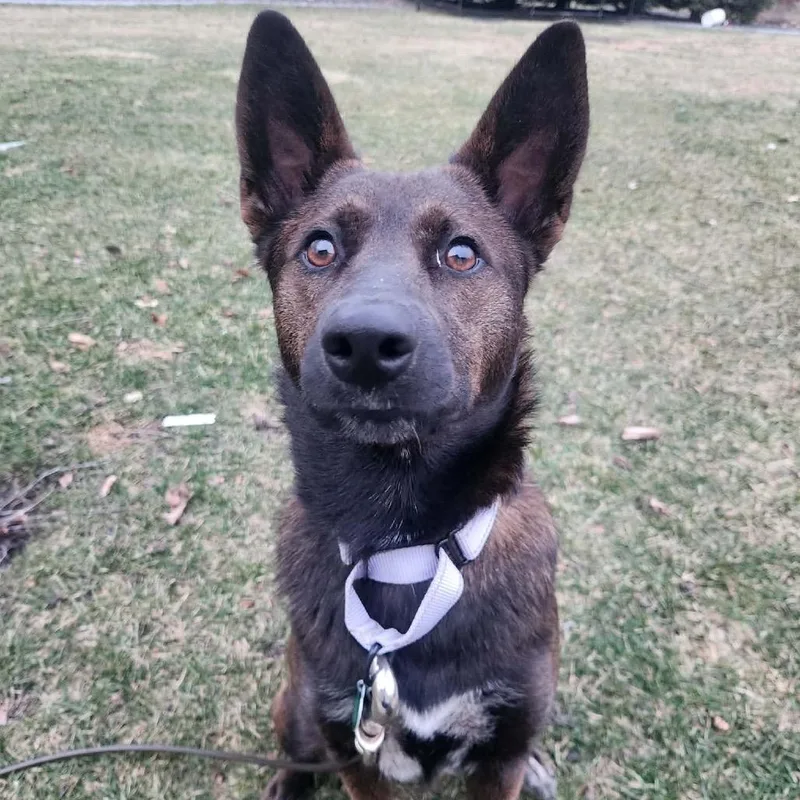 Tiger Lily thumbnail 6