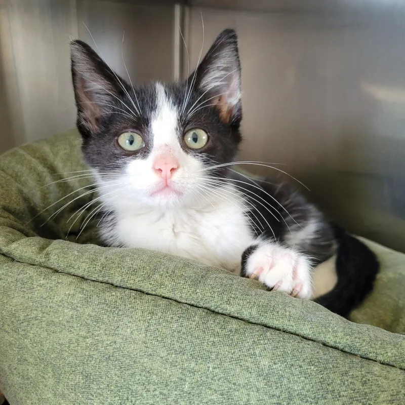 A baby small-sized male Black Domestic Short Hair cat named Boris for adoption in Nashville, IN