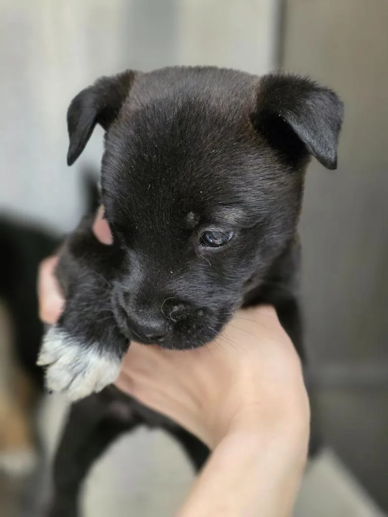 A baby small-sized male Swedish Vallhund dog named Bean for adoption in Carthage, MO
