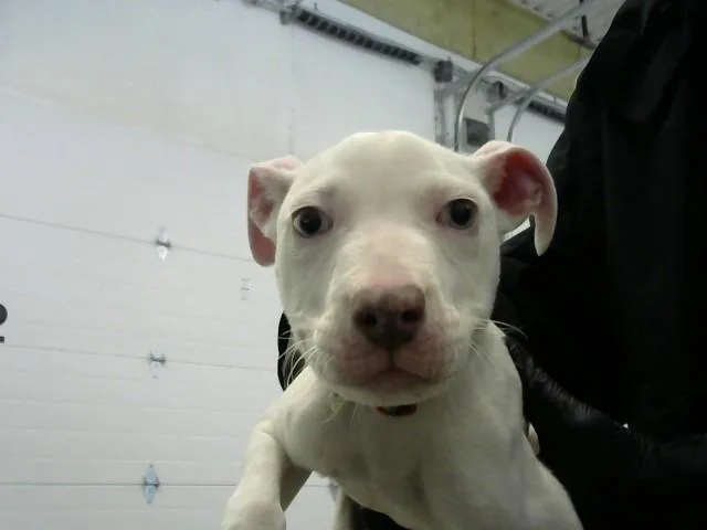 A baby small-sized male Pit Bull Terrier dog named Kruger for adoption in Toledo, OH