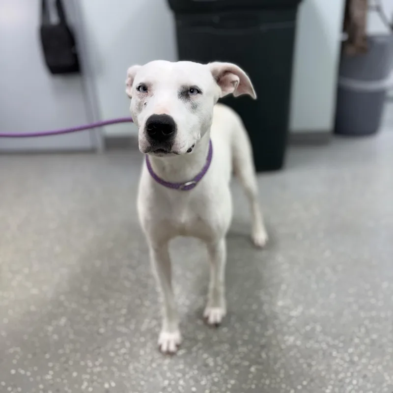 A baby medium-sized female White / Cream Mixed Breed dog named Glacia for adoption in Bardstown, KY