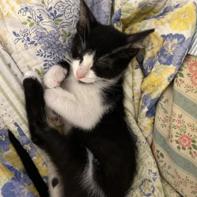 A baby small-sized male Black Domestic Short Hair cat named John for adoption in Houston, TX