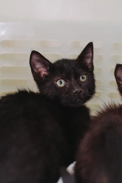 A young small-sized male Domestic Short Hair cat named a Yuri for adoption in North Charleston, SC