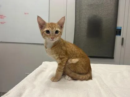 A baby small-sized male Orange / Red Domestic Short Hair cat named Goblin Shark for adoption in Kansas City, MO