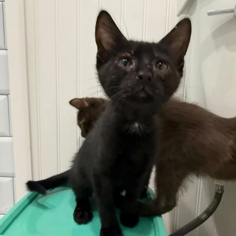 A baby small-sized male Black Domestic Short Hair cat named Nate for adoption in Seminole, FL