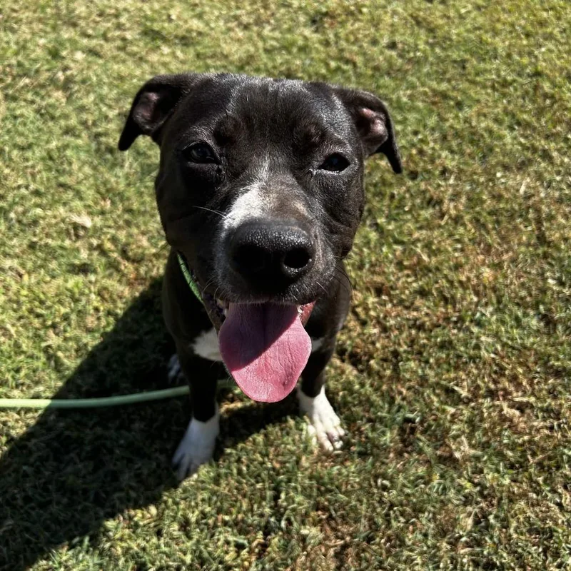 A young medium-sized male Mixed Breed dog named Ralph for adoption in Greenville, SC