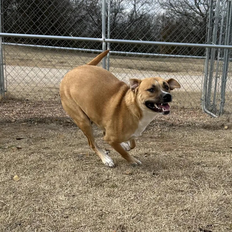 An adult large-sized female White / Cream Mixed Breed dog named Grease for adoption in Pauls Valley, OK