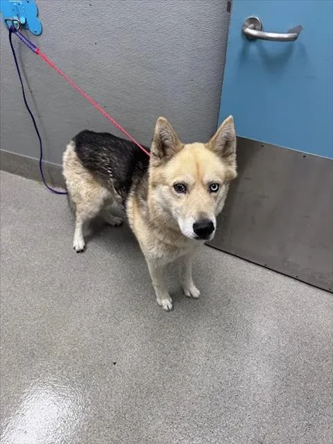 An adult medium-sized male Siberian Husky dog named Jayco for adoption in Las Vegas, NV