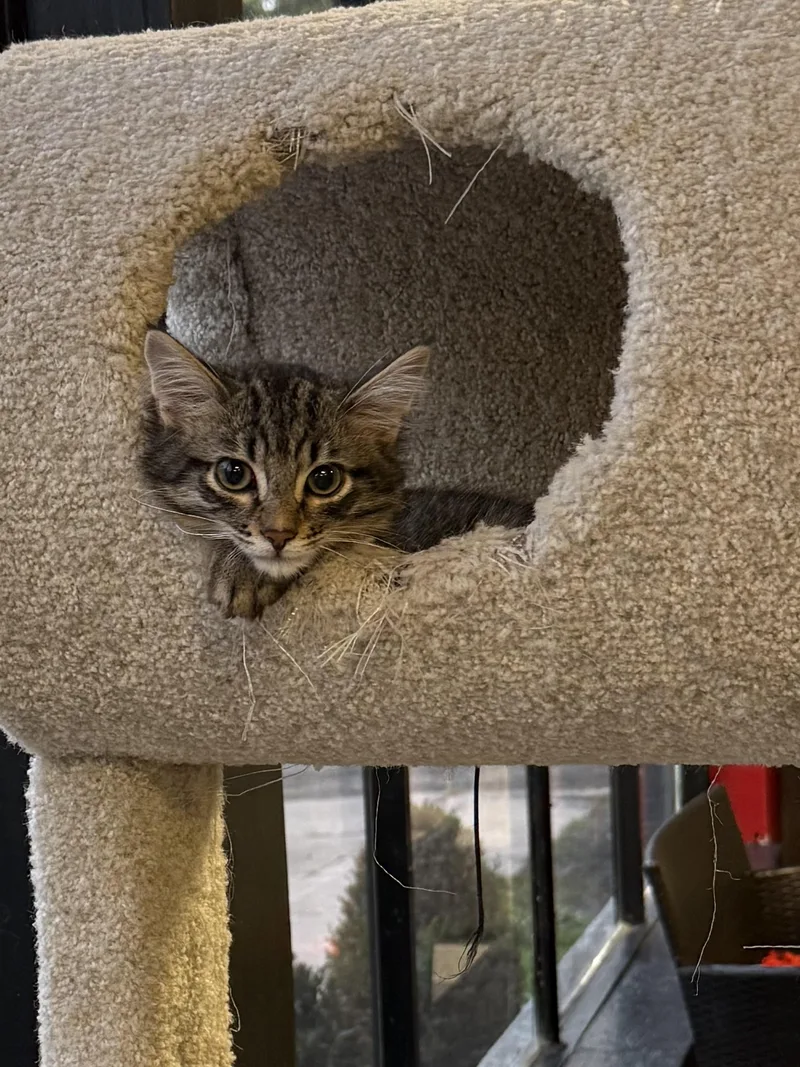 A baby medium-sized male Tabby (Brown / Chocolate) Domestic Short Hair cat named Velvet Lurker for adoption in Hamburg, NY