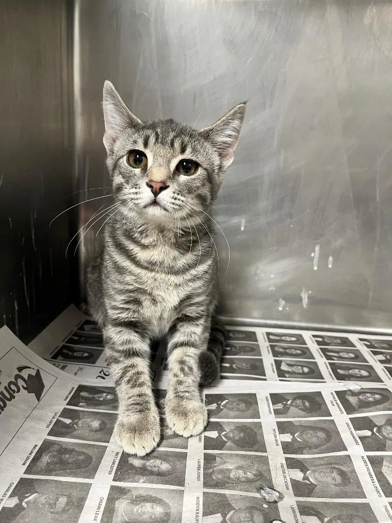 A baby medium-sized female Domestic Short Hair cat named Rose for adoption in Hopkinsville, KY