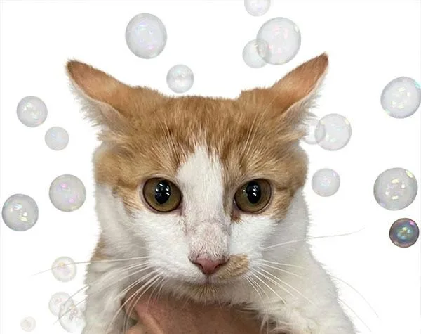 A young medium-sized female Domestic Medium Hair cat named Fergie for adoption in Lavonia, GA