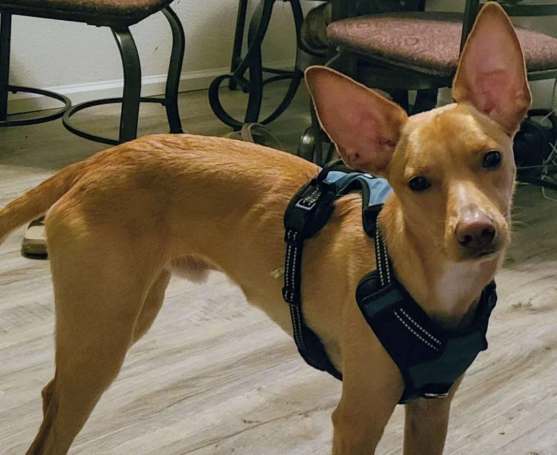 An adult medium-sized male Miniature Pinscher dog named Buster for adoption in Puyallup, WA
