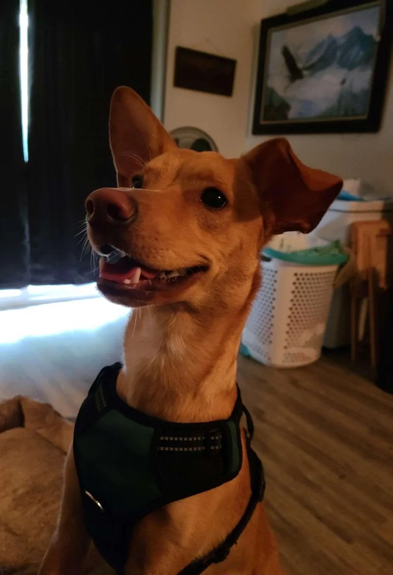 Buster thumbnail 3