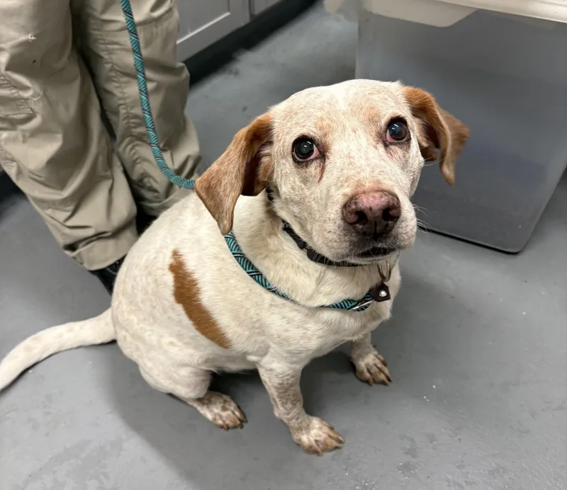 A senior medium-sized male Red / Chestnut / Orange Hound dog named Leonard for adoption in Ashland, VA