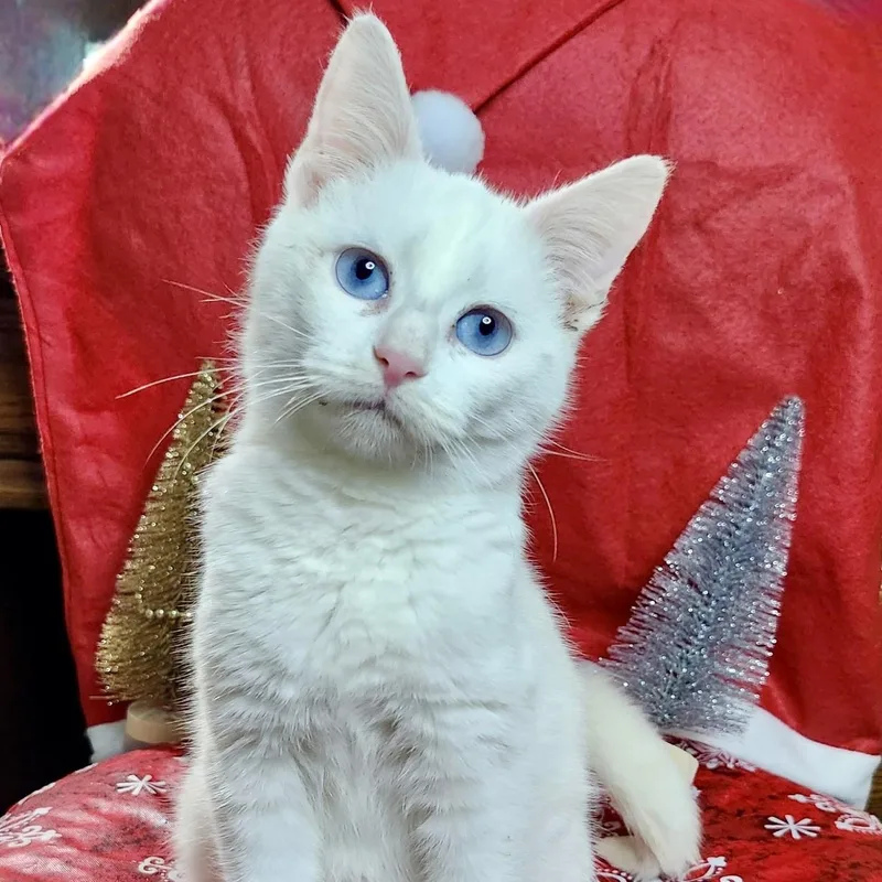 A baby medium-sized female White Domestic Short Hair cat named Winter's Confetti for adoption in Richmond, VA