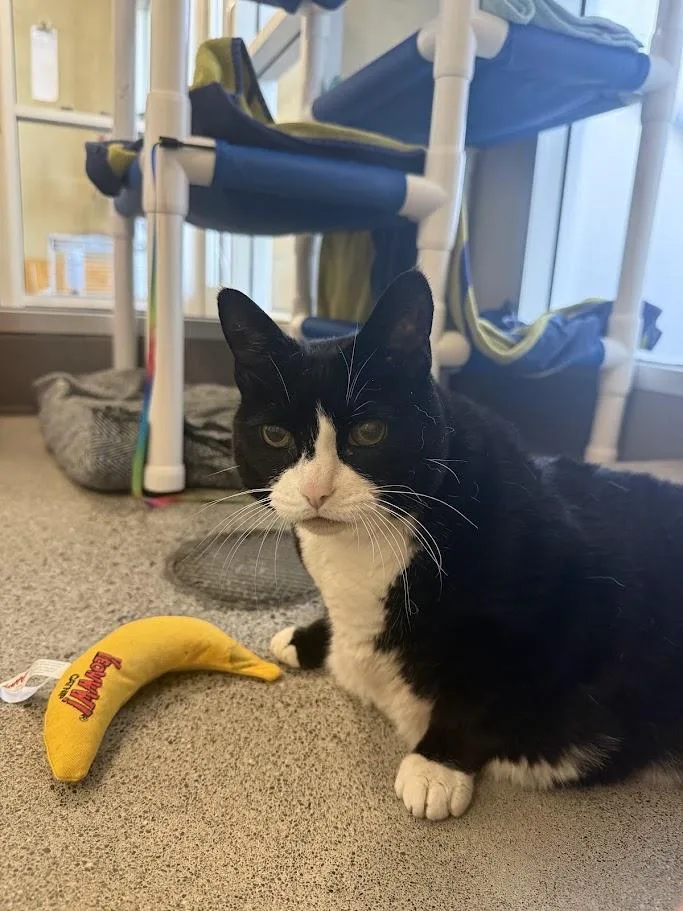 A senior medium-sized female Black & White / Tuxedo Domestic Short Hair cat named Jasmine for adoption in Berkeley, CA