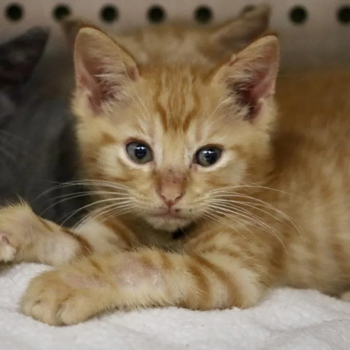 A baby small-sized male Orange / Red Domestic Short Hair cat named Zesty for adoption in Austin, TX