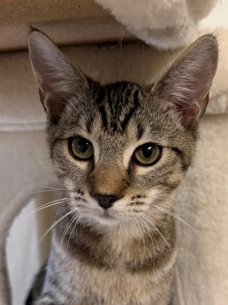 A baby medium-sized female Tabby (Brown / Chocolate) Domestic Short Hair cat named Alexis Rose for adoption in Norwalk, CT