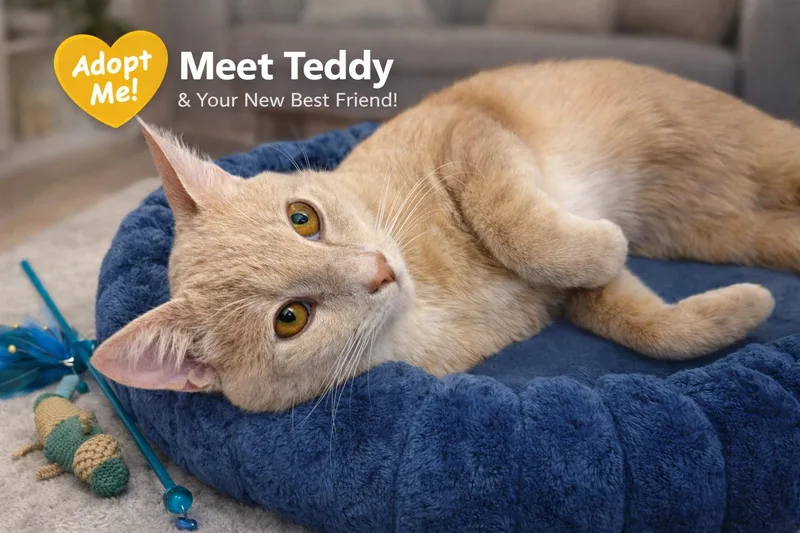 A young medium-sized male Tabby (Orange / Red) Tabby cat named Teddybest Hugger Ever! for adoption in Laurel, MD