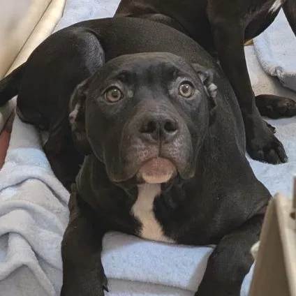 A baby medium-sized female Black Mixed Breed dog named Hazel for adoption in Fairport, NY