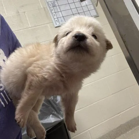 A baby small-sized male Yellow / Tan / Blond / Fawn Shepherd dog named Sprout for adoption in Novelty, OH