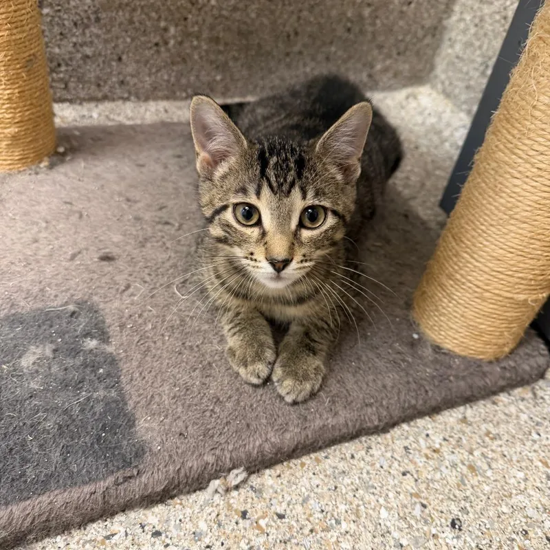 A baby small-sized male Brown / Chocolate Domestic Short Hair cat named McQueen for adoption in Detroit Lakes, MN