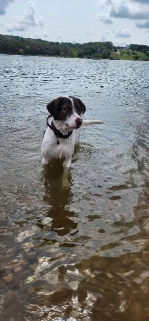 A young medium-sized female Brittany Spaniel dog named Daisy for adoption in Fayetteville, AR