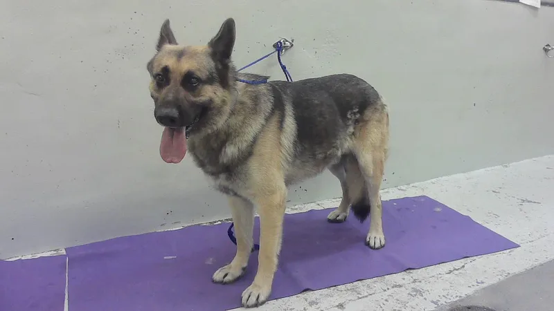 An adult large-sized male German Shepherd Dog dog named Tex for adoption in Houston, TX