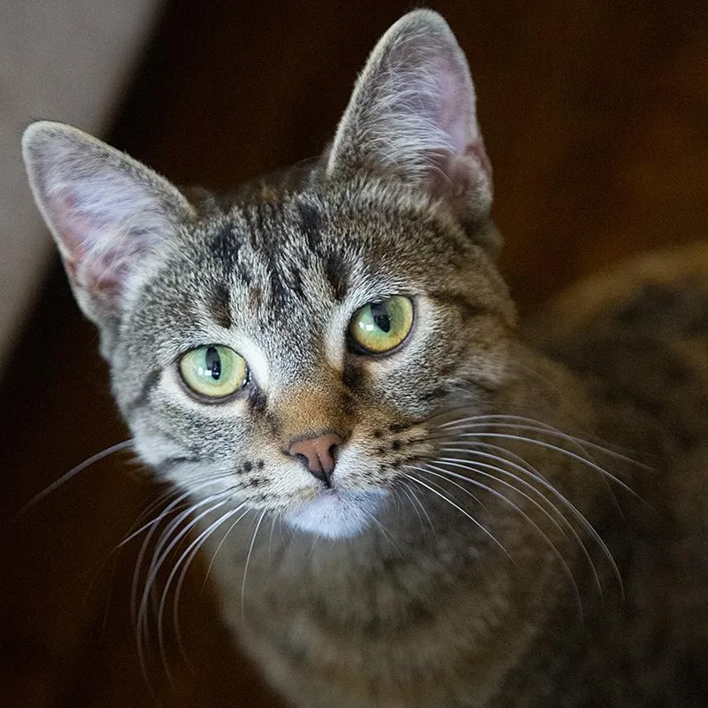 A young medium-sized female Torbie Domestic Short Hair cat named Christina for adoption in Chicago, IL