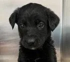 A baby small-sized male Labrador Retriever dog named Basil for adoption in Fremont, CA