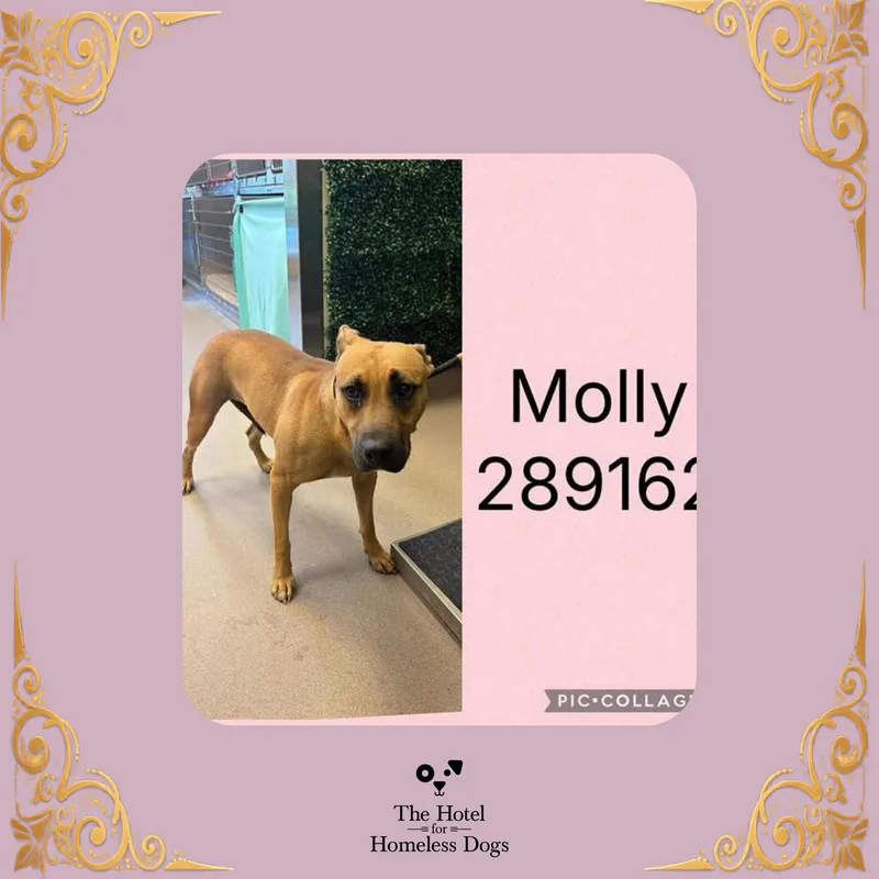 A young medium-sized female Yellow / Tan / Blond / Fawn Terrier dog named Molly for adoption in Cumberland, RI