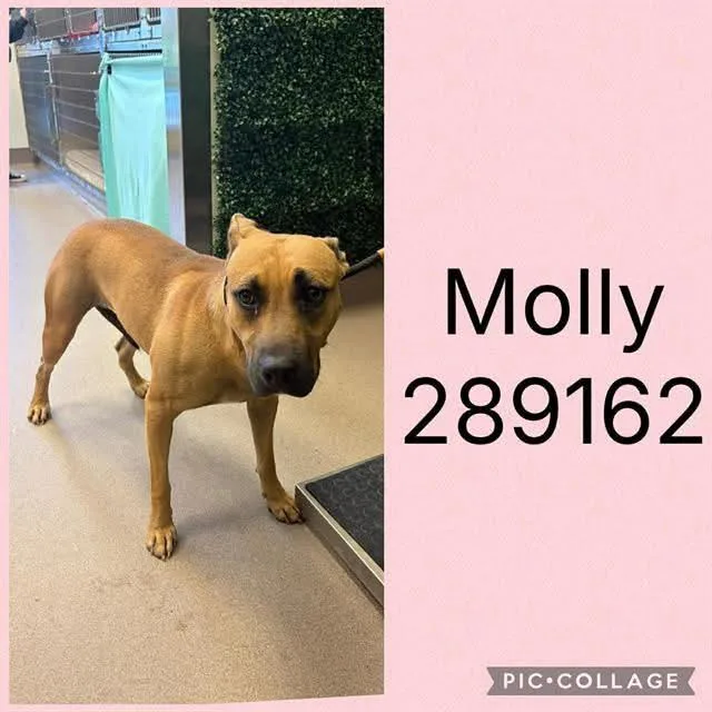 Molly thumbnail 2