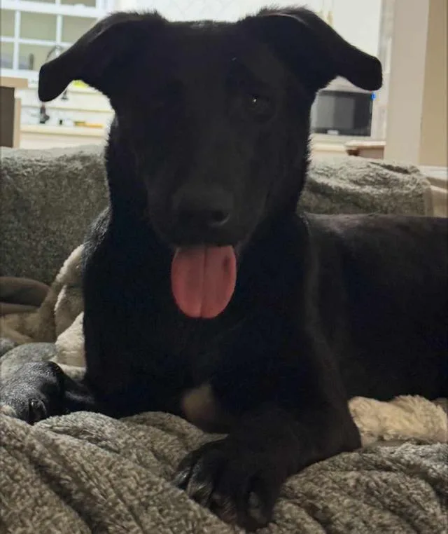 A young large-sized male Black Labrador Retriever dog named Jett for adoption in Amarillo, TX