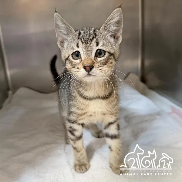 A baby small-sized male Domestic Short Hair cat named Dave for adoption in Irvine, CA