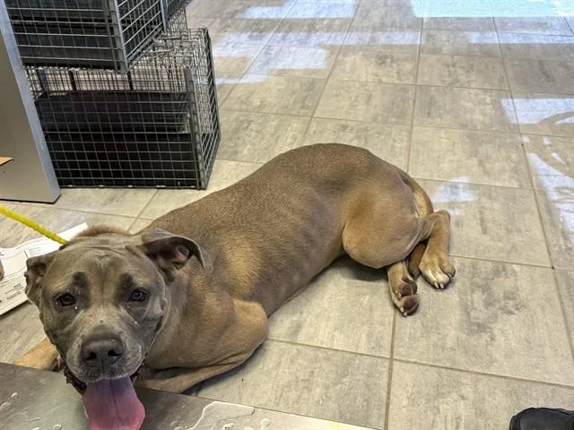 A young large-sized female Mastiff dog named Gloria for adoption in Grand Prairie, TX
