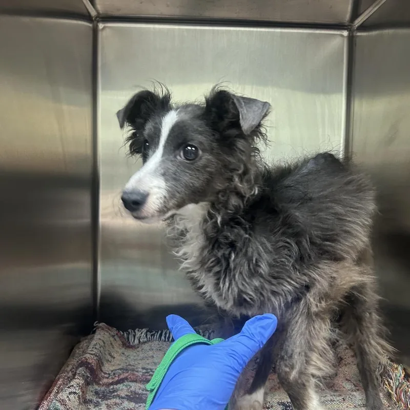 An adult small-sized male Gray / Blue / Silver Mixed Breed dog named Pringles for adoption in Charlottesville, VA