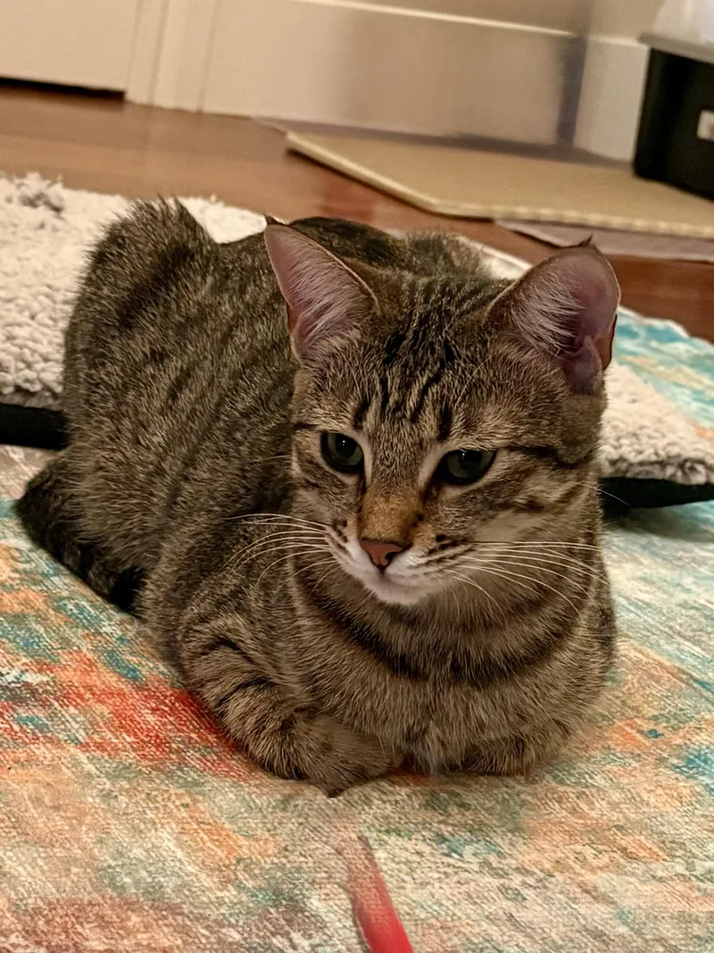 Missy & Mia thumbnail 2