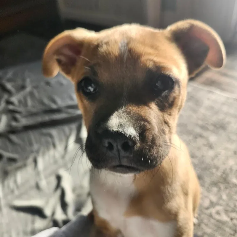 Dandelion thumbnail 3