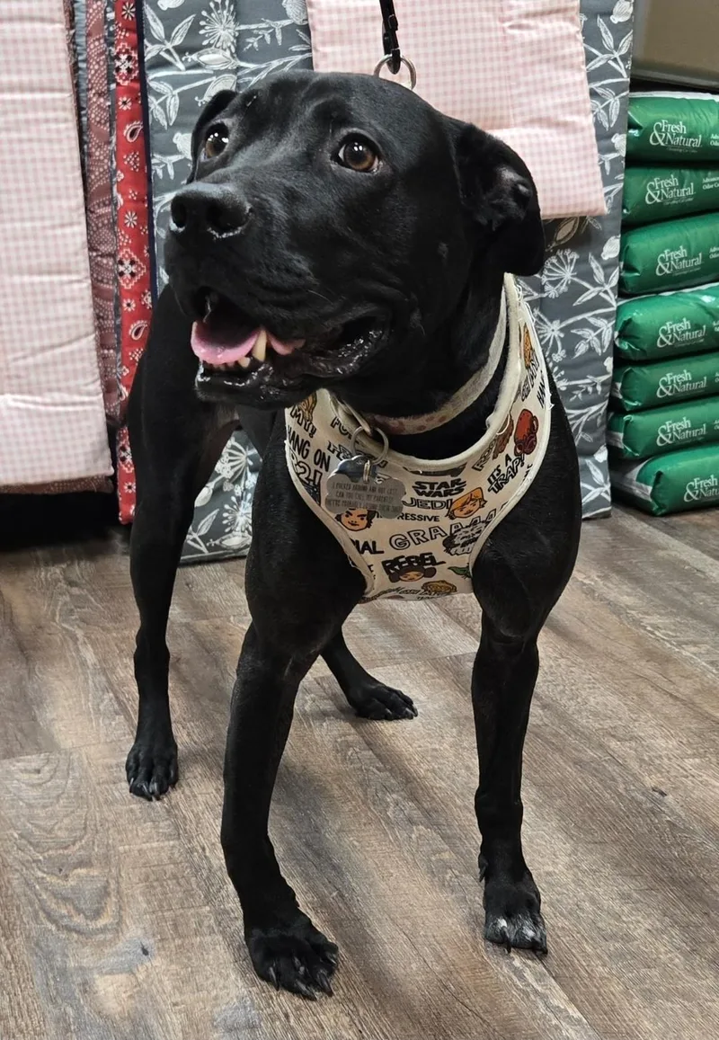 An adult medium-sized male Black Labrador Retriever dog named Lando for adoption in Grand Prairie, TX