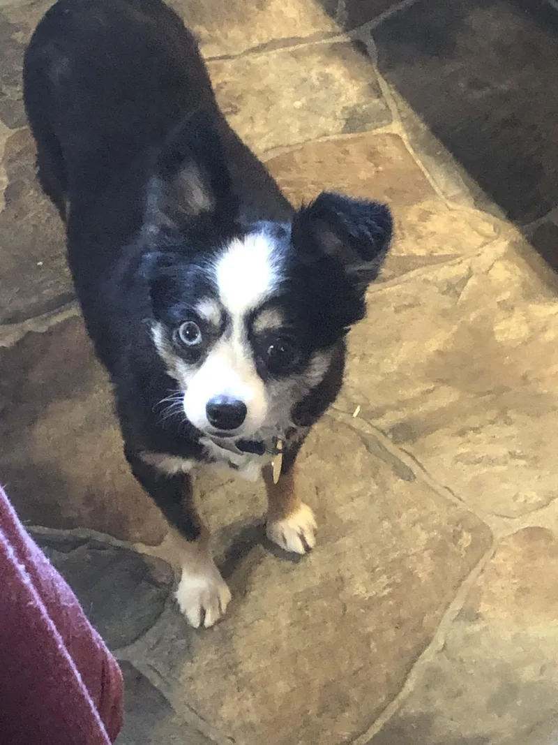 An adult small-sized female Tricolor (Brown, Black, & White) Australian Shepherd dog named Lily for adoption in Hillsboro, OH