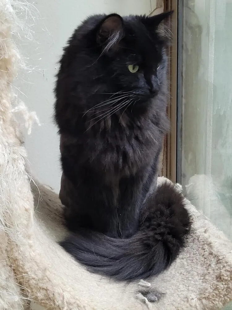 An adult medium-sized male Domestic Long Hair cat named Murphy for adoption in Loveland, OH
