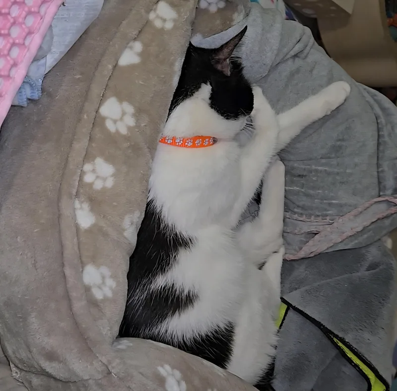 A young medium-sized female White Domestic Short Hair cat named Purino for adoption in Redondo Beach, CA