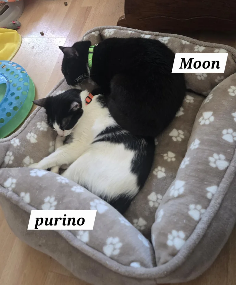 Purino thumbnail 2